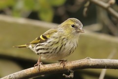 
    Siskin