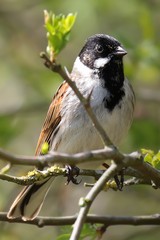 Reed bunting