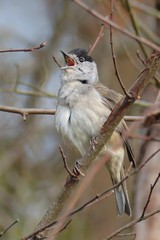 Blackcap