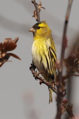 Siskin