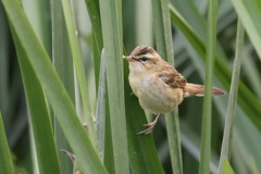 Sedge warbler