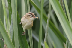 Sedge warbler