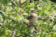 Sedge warbler