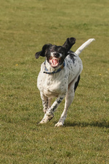 My dog trying to look fierce and not really succeeding. But he is nicely in focus  due to a shutter speed of 1/2500s