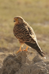 The greater kestrel is also known as the white-eyed kestrel, and is further distinguished by having black claws