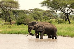 Elephants enjoying the plentiful water supply