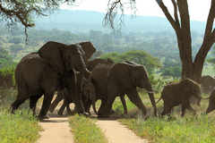 Elephants have right of way