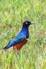 Flocks of beautiful superb starlings are commonly seen