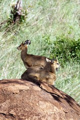 In the rocky areas of the park kilpspringers are easily spotted