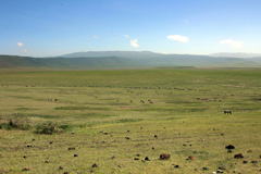 The crater contains an estimated 30000 game animals, but don't expect to see giraffes or impalas