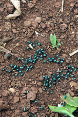 We saw these beautiful beetles whilst walking up the wooded side of the crater