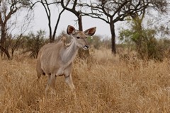 A southern greater kudu cow. Only bulls have horn