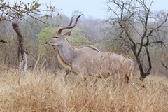 Southern greater kudu bull. His horns can reach almost 2 metres long