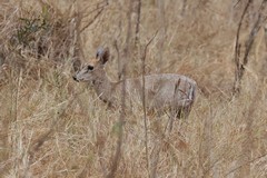 The female grey duiker can be slightly taller and heavier than the male
