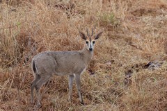 The common or grey duiker. Only the male has a short pair of horns