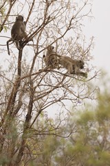 Chacma baboons feel safer in the trees