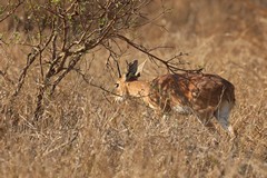 4041 Steenbok feed on grasses, roots, shrubs and tubers