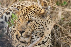 Close up of an older huntress