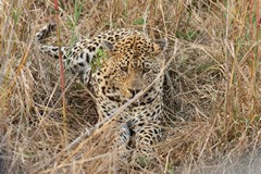 The leopard is resting up waiting for the light to fail before moving off to hunt