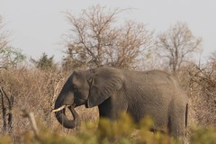 Elephants were dispersed throughout the area