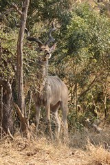 This fully mature kudu bull has two full turns on his horns