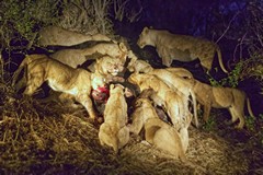 This pride is feasting on a freshly killed buffalo