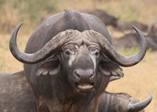 A Cape buffalo. It takes a big pride to take on of these on, and usually the bulls are second choice