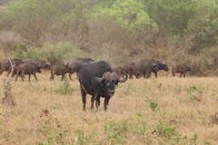 A curious bull watches us