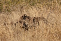 Warthog and piglets