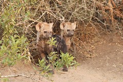 Hyaena cubs outside their den