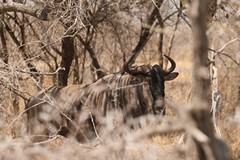 4041 The wildebeeste's distribution is limited only by its need to access water regularly
