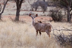 Greater kudu cows usually form small herds with their young