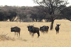The blue wildebeeste is also known as the brindled gnu