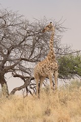 The Southern giraffe is also known as the two horned giraffe.