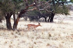 Impalas are pretty ubiquitous throughout southern and easten Africa