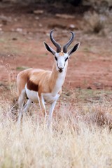 Springbok are noted for pronking - stiff legged leaps up to 6ft (2m) in the air