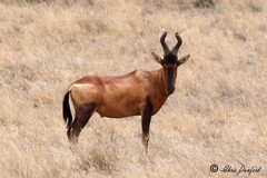 Red hartebeeste can be distinguished from tsessebe by their very upright lyre shaped horns, and reddish coat