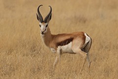 Springbok are very fast runners with a top speed of around 55 mph (88 km/h