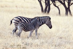 Zebra classification is a minefield. These could be Burchell's or Antiquorum