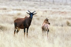 The tsessebe is the fastest antelope in africa with speeds up to 56mph (90 k/ph)