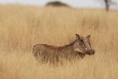 4465 Can't go many places and not see a warthog