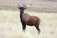 The tsessebe has wider spaced and more backward facing horns than the red hartebeeste