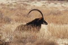 The long round horns of the sable antelope can be used as deadly weapons against predators