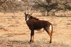 Male sables do not get the full black colouring until they are about five years old