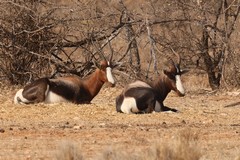 Bontebok have very distinctive high contrast markings and white 'stockings'