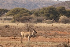 A young eland