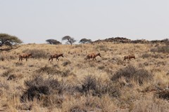 Sumplands snd floodplains are the usual habitat of tsessebe