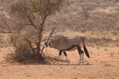 Southern Oryx, also known as the gemsbok