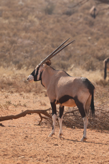 Gemsbok