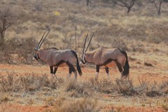 Gemsbok range over vast dry areas of Namibia, Botswana and South Africa